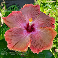Taiwan Sunset Blush